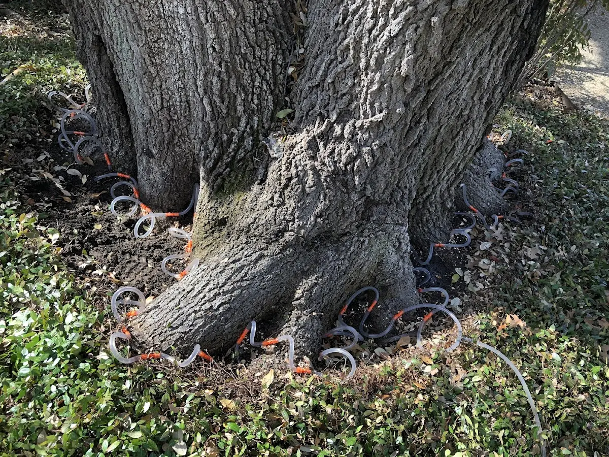 Detailed Tree Cabling and Bracing job site in Elkwood