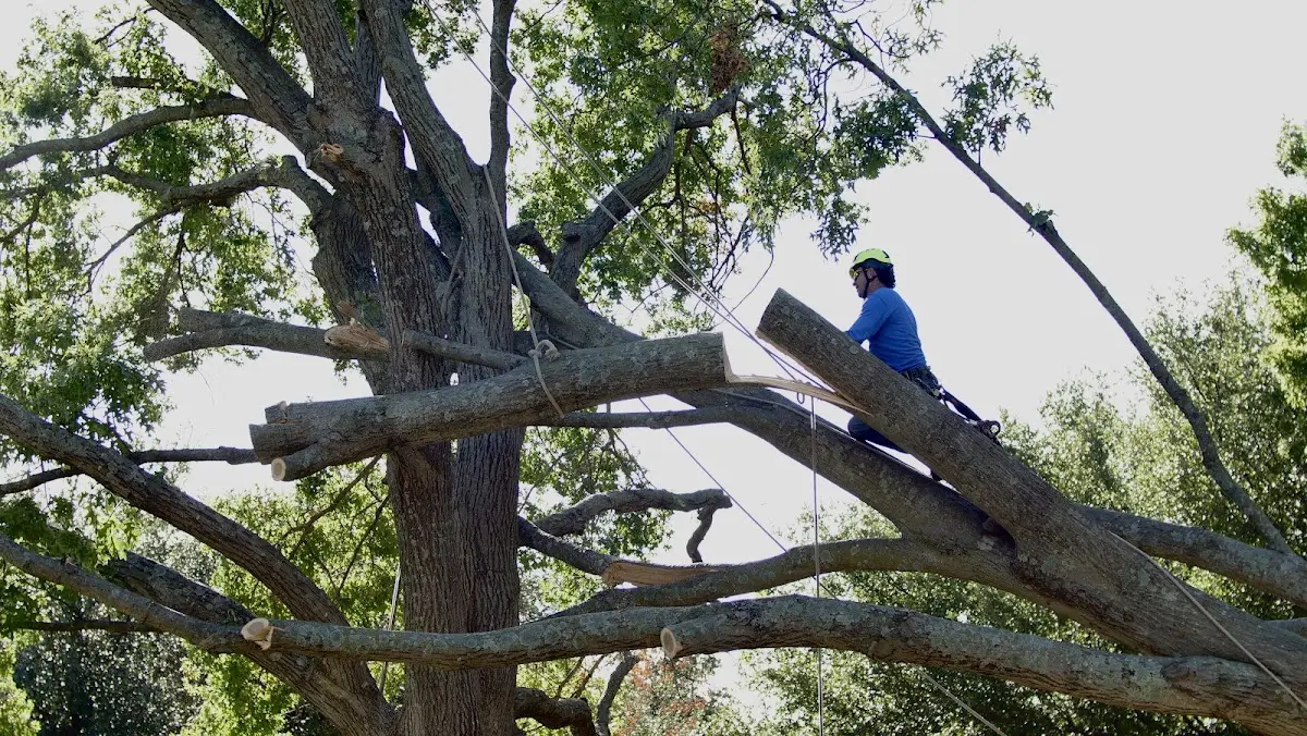 Professional Hazardous Tree Removal performed by certified arborists in Elkwood