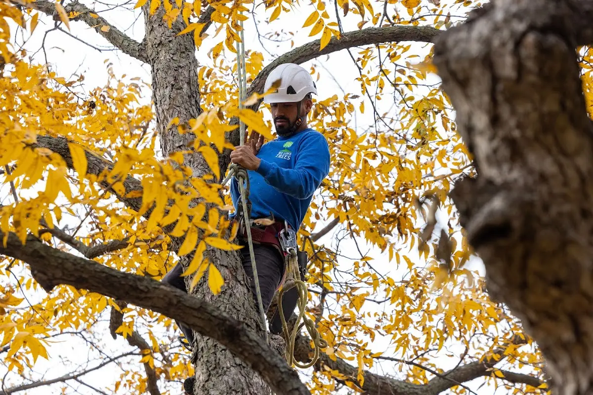 Skilled Tree Planing crew working in Elkwood